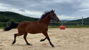 Cheval hongre de 3 ans issu de parents poneys