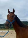 Cheval hongre de 3 ans issu de parents poneys