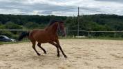 Cheval hongre de 3 ans issu de parents poneys