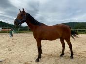 Cheval hongre de 3 ans issu de parents poneys