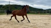 Cheval hongre de 3 ans issu de parents poneys