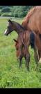 Magnifique Foal par Untouchable M 