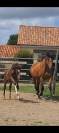 Superbe Foal par Armani van OverisZ 