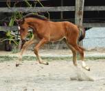 Magnifique foal par Atome des Etisses 