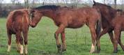 Magnifique foal par Atome des Etisses 