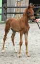 Superbe foals par Atome des Etisses 