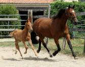 Superbe foals par Atome des Etisses 