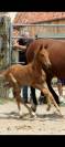 Superbe foals par Atome des Etisses 