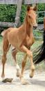 Superbe foals par Atome des Etisses 