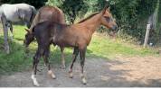 Foal hongre par Hurricane de Champloue