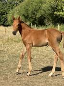 Foal hongre par Hurricane de Champloue