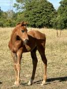 Foal male par Hurricane de Champloue