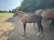 Foal male par Hurricane de Champloue