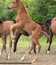 Foal male par Hurricane de Champloue