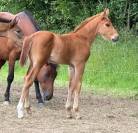 Foal male par Hurricane de Champloue