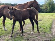 Foal hongre par Hurricane de Champloue