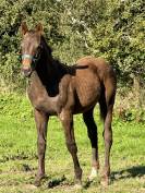 Foal hongre par Hurricane de Champloue