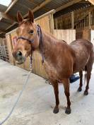 JUMENT QUARTER HORSE 4 ANS KENNY DU TR