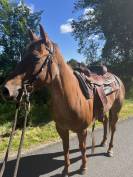 JUMENT QUARTER HORSE 4 ANS KENNY DU TR