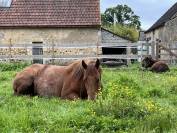 JUMENT QUARTER HORSE 4 ANS KENNY DU TR