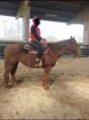 JUMENT QUARTER HORSE 4 ANS KENNY DU TR