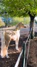 Poney D 140cm - 3 ans - par goldwyn d’embets PFS