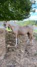 Poney D 140cm - 3 ans - par goldwyn d’embets PFS