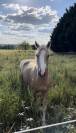 Poney D 140cm - 3 ans - par goldwyn d’embets PFS