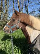 Ponette de 21 ans pour de la balade 