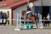 Poney de concours maxi C, Welch, 11 ans