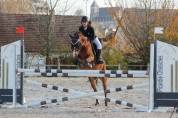 Poney de concours maxi C, Welch, 11 ans