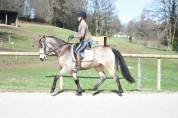 Cheval 5 ans dressage, cso , cce