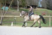 Cheval 5 ans dressage, cso , cce