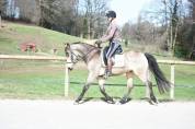 Cheval 5 ans dressage, cso , cce