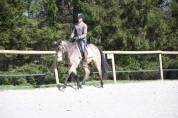 Cheval 5 ans dressage, cso , cce