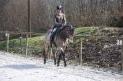 Cheval 5 ans dressage, cso , cce