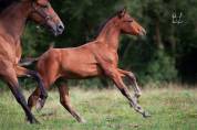 Magnifique poulain Pure Race Espagnole bai + Prl