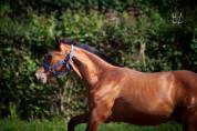 Magnifique poulain Pure Race Espagnole bai + Prl
