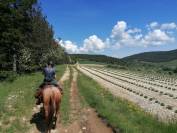 Balades et randonnées à cheval - tous niveaux en petits