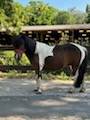 PONETTE 1M10