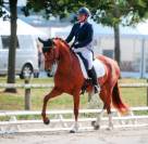 Cheval de dressage - jument de 5 ans