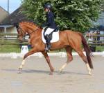 Cheval de dressage - jument de 5 ans