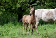 Pouliche BWP sport iberique 