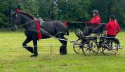 Cheval de trait Percheron 