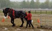 Cheval de trait Percheron 