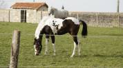 Anglo-europ sport horse