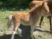 poulains et adultes poneys shetland