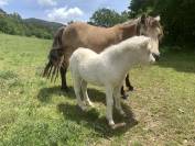 poulains et adultes poneys shetland