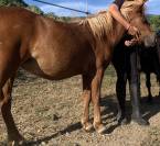 poulains et adultes poneys shetland