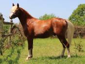 Mâle welsh pony taille B pour sport ou élevage